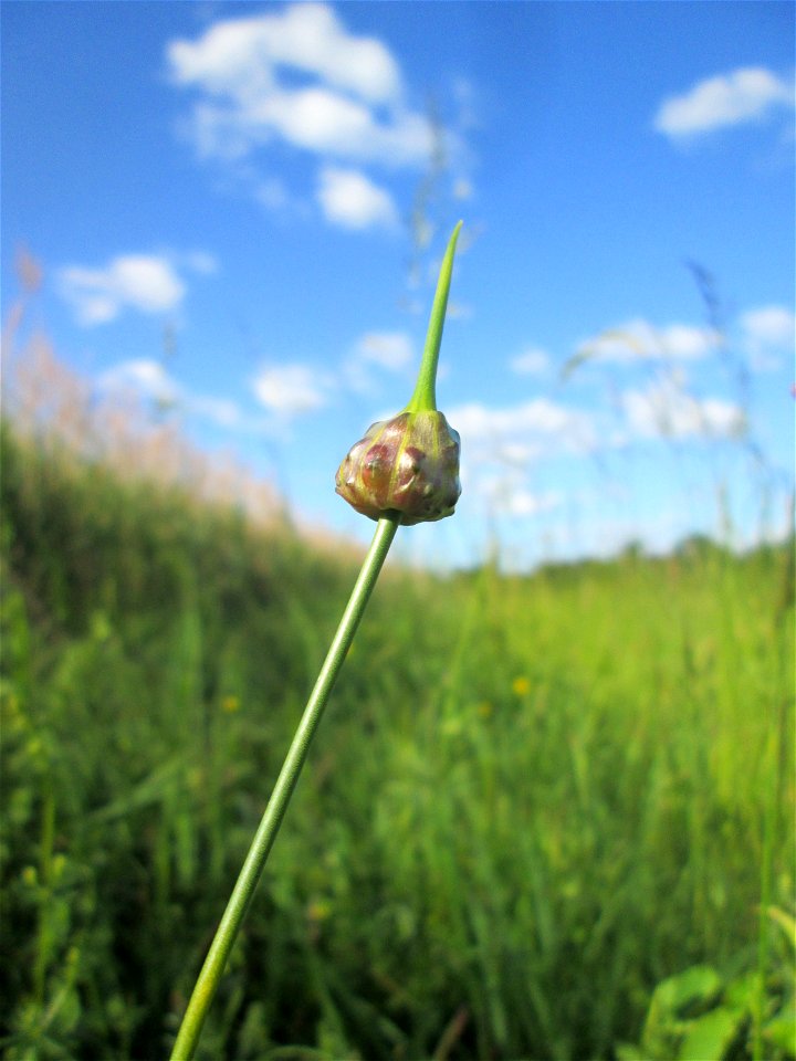 Schlangen-Lauch (Allium scorodoprasum) im Naturschutzgebiet „Hochholz-Kapellenbruch“
