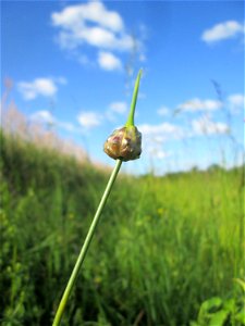 Schlangen-Lauch (Allium scorodoprasum) im Naturschutzgebiet „Hochholz-Kapellenbruch“