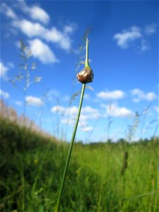 Schlangen-Lauch (Allium scorodoprasum) im Naturschutzgebiet „Hochholz-Kapellenbruch“