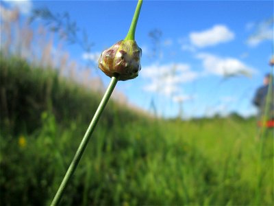 Schlangen-Lauch (Allium scorodoprasum) im Naturschutzgebiet „Hochholz-Kapellenbruch“