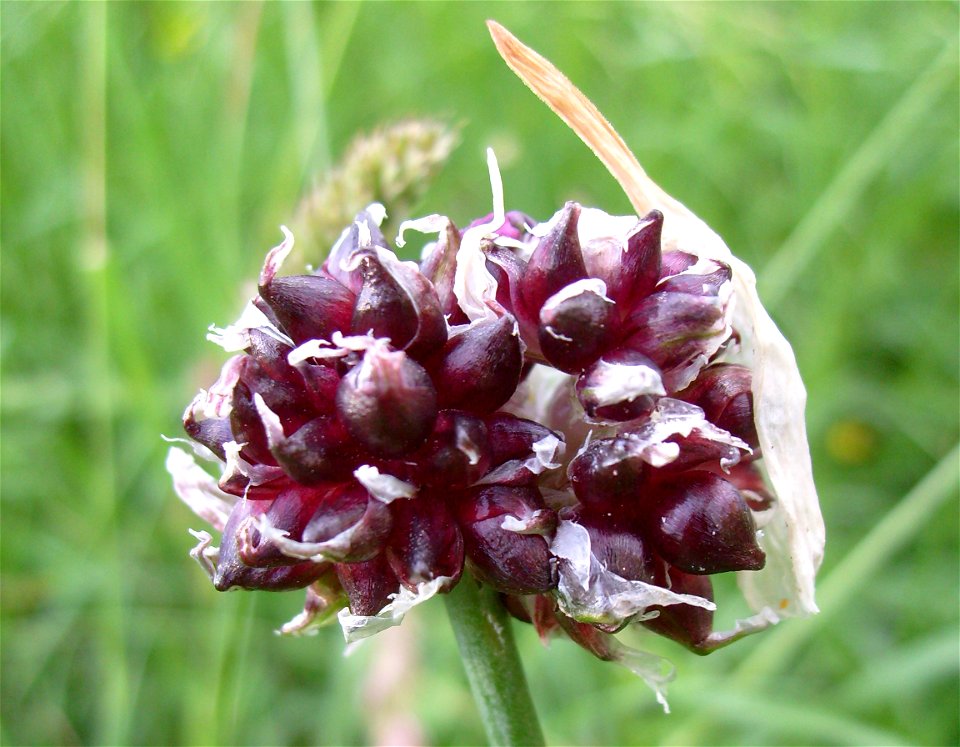 The Sand leek (Allium scorodoprasum), also known as Rocambole, is a perennial plant of the family Alliaceae.