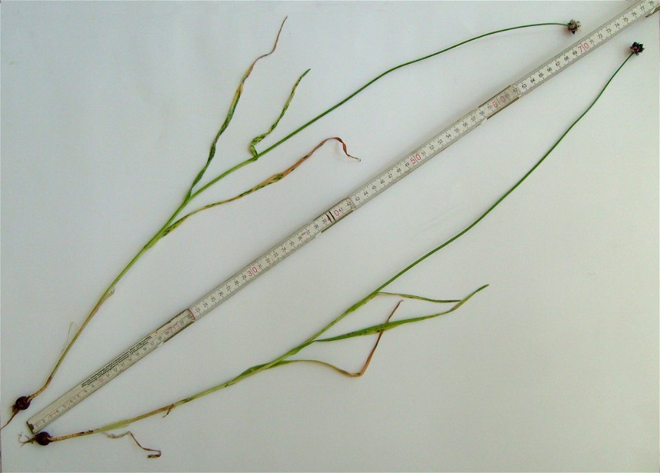 The Sand leek (Allium scorodoprasum), also known as Rocambole, is a perennial plant of the family Alliaceae.