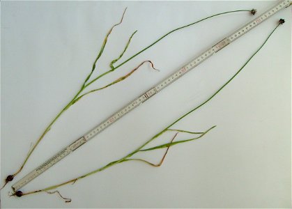 The Sand leek (Allium scorodoprasum), also known as Rocambole, is a perennial plant of the family Alliaceae.