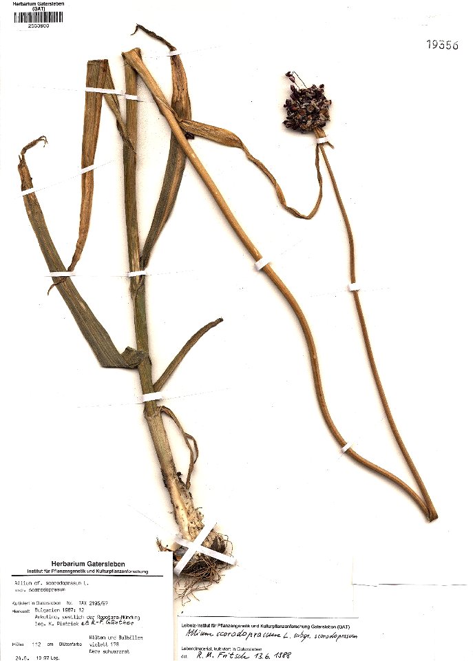 Allium scorodoprasum