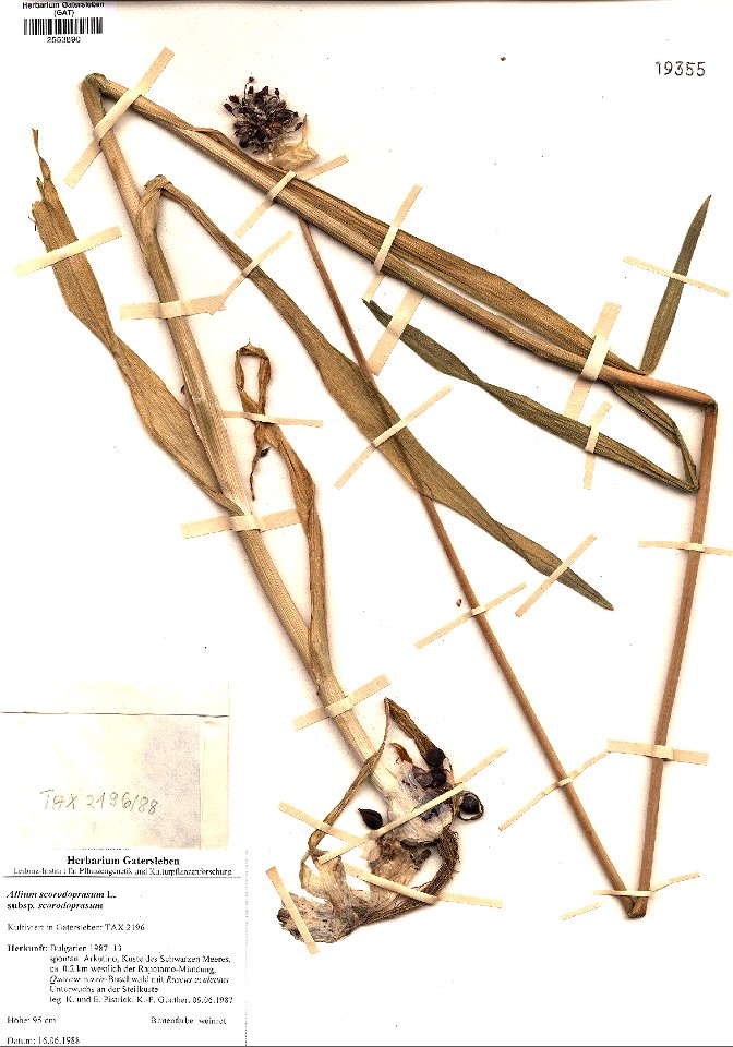Allium scorodoprasum