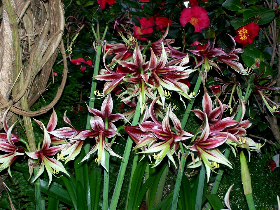Hippeastrum papilio hybrid