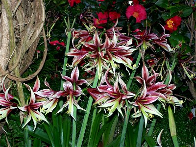 Hippeastrum papilio hybrid