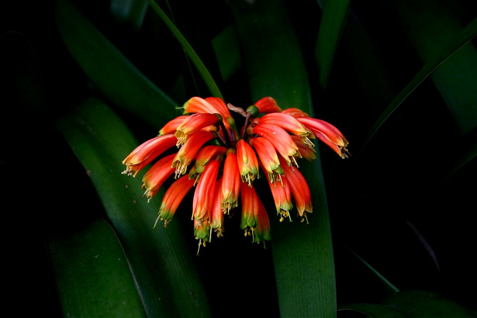 Flowers of Clivia nobilis Lindl., Pretoria, South Africa