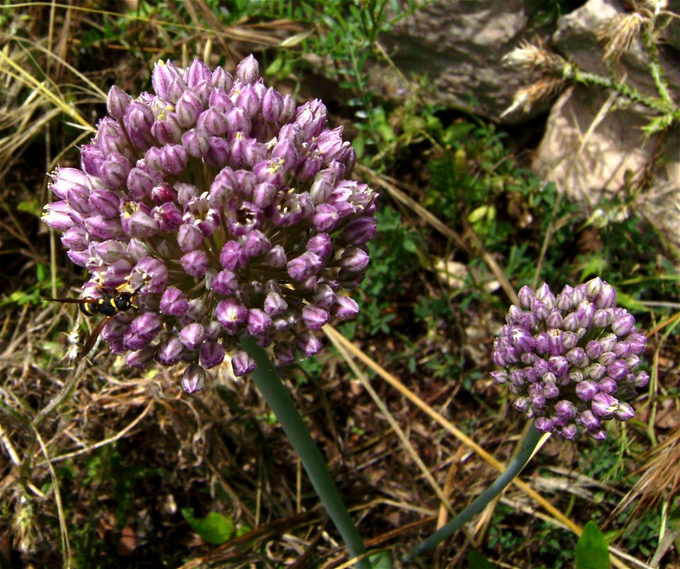 Allium scorodoprasum ssp. rotundum, flowers, Castelltallat, Catalonia