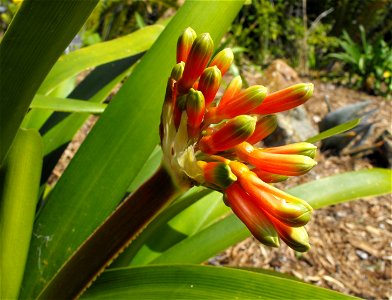 Clivia nobilis at San Diego Botanic Garden in Encinitas, California, USA. Identified by sign. photo