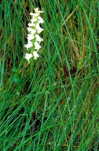 Image title: White orchid blossoms on sigle stalk spiranthes cernua
Image from Public domain images website, http://www.public-domain-image.com/full-image/flora-plants-public-domain-images-pictures/fl