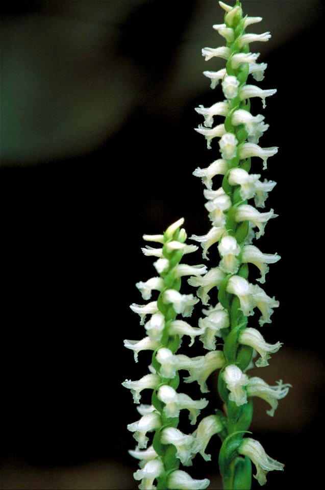 Image title: White orchid blossoms spiriling up stem nodding ladies tresses spiranthes cernua
Image from Public domain images website, http://www.public-domain-image.com/full-image/flora-plants-public