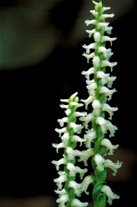 Image title: White orchid blossoms spiriling up stem nodding ladies tresses spiranthes cernua
Image from Public domain images website, http://www.public-domain-image.com/full-image/flora-plants-public