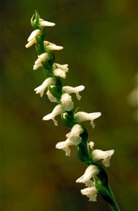 Image title: White orchid blossoms spiriling around stem spiranthes cernua
Image from Public domain images website, http://www.public-domain-image.com/full-image/flora-plants-public-domain-images-pict