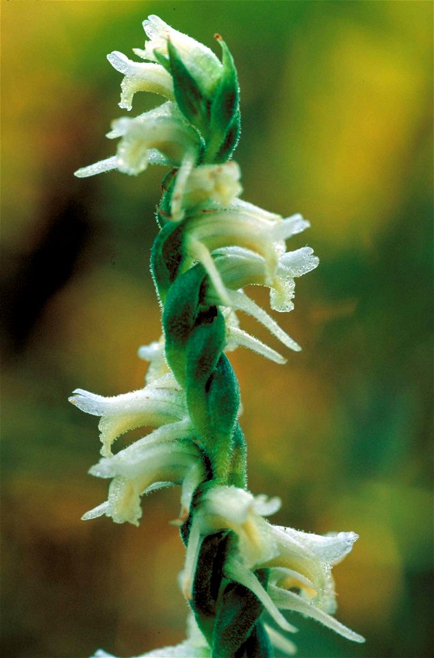 Image title: Nodding ladies tresses flower spiranthes cernua
Image from Public domain images website, http://www.public-domain-image.com/full-image/flora-plants-public-domain-images-pictures/flowers-p