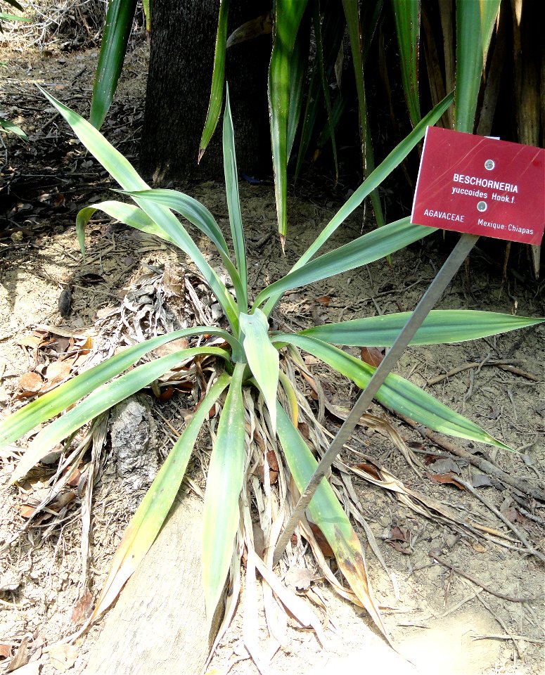 Beschorneria yuccoides specimen in the Jardin botanique du Val Rahmeh, Menton, Alpes-Maritimes, France.