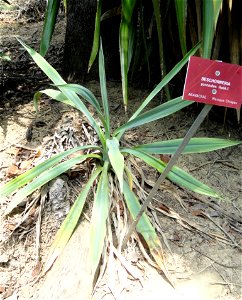 Beschorneria yuccoides specimen in the Jardin botanique du Val Rahmeh, Menton, Alpes-Maritimes, France. photo