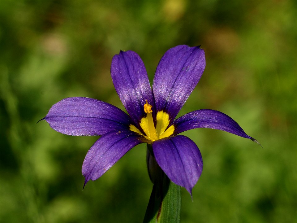 Western Blue-eyed Grass (Sisyrinchium bellum).