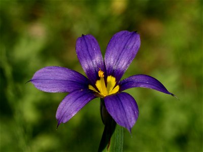 Western Blue-eyed Grass (Sisyrinchium bellum). photo