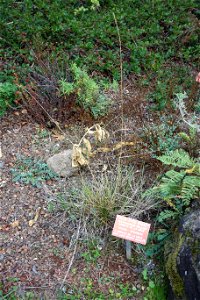 Botanical specimen in the Regional Parks Botanic Garden, Berkeley, California, USA. photo
