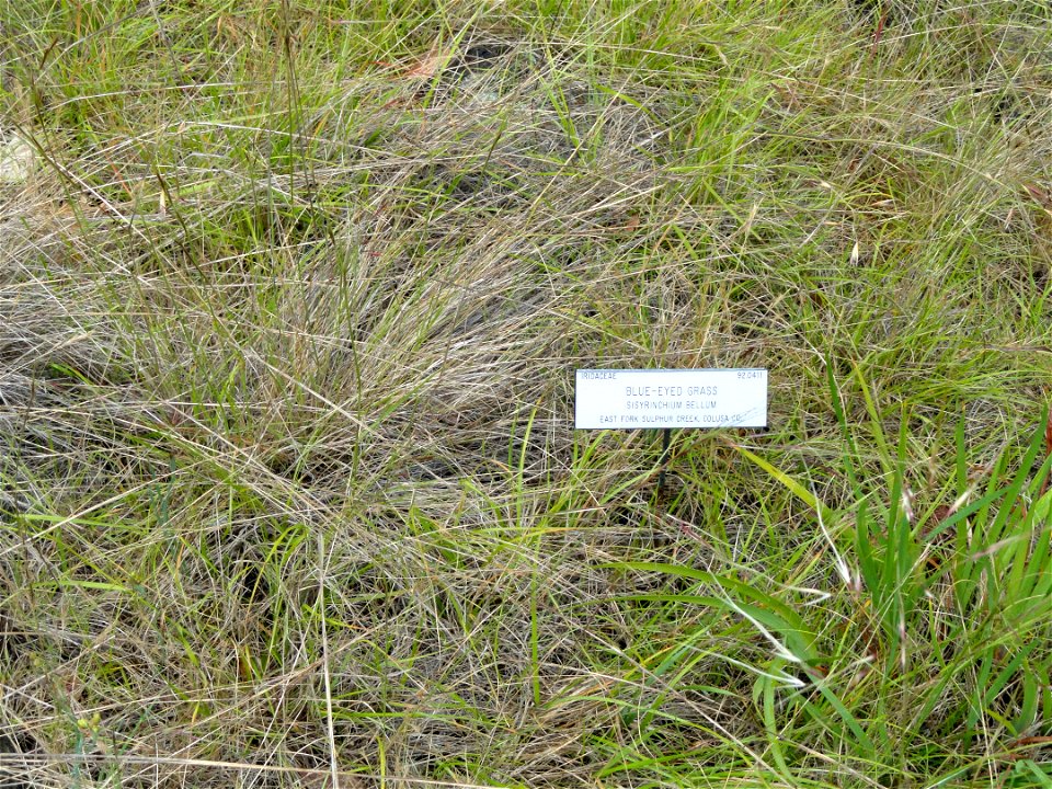 Sisyrinchium bellum specimen in the University of California Botanical Garden, Berkeley, California, USA.