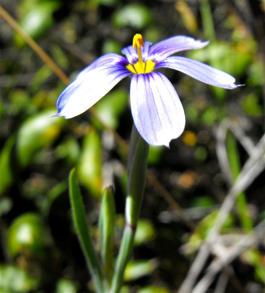 Sisyrinchium bellum at Loveland Reservoir outside Alpine, California, USA.