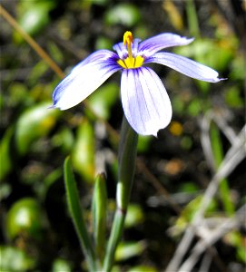 Sisyrinchium bellum at Loveland Reservoir outside Alpine, California, USA. photo