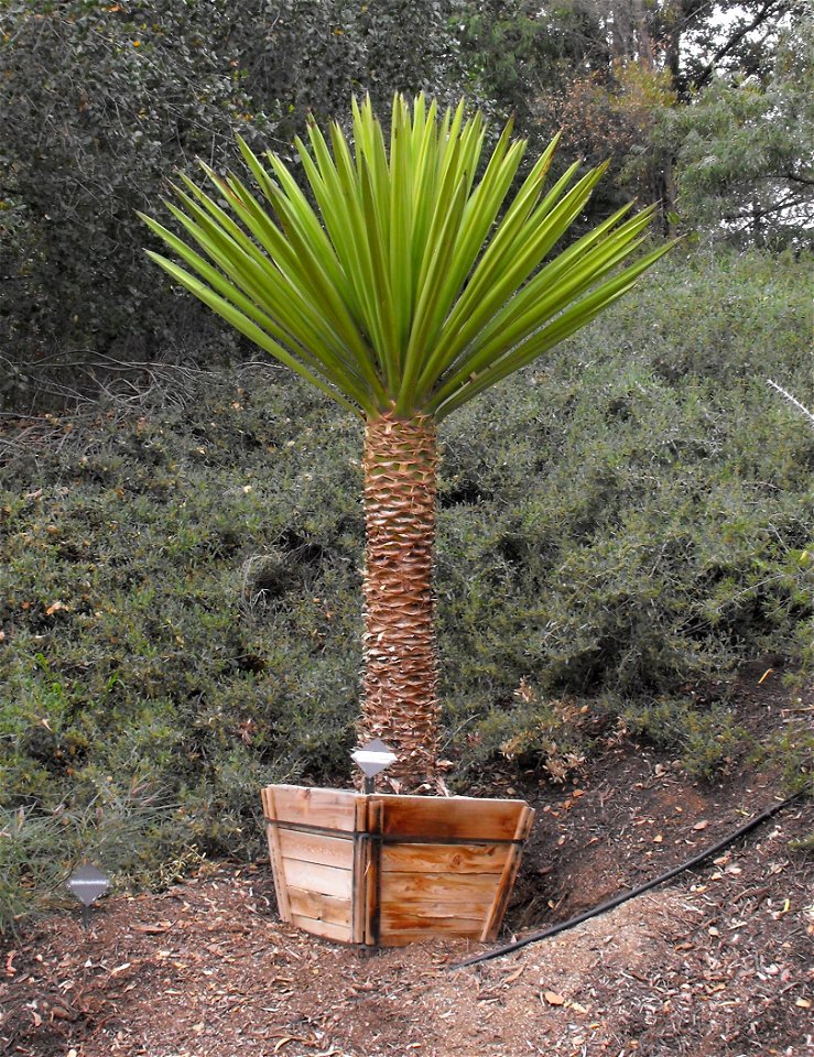 Yucca faxoniana in the Water Conservation Garden at Cuyamaca College, El Cajon, California, USA. Identified by sign.