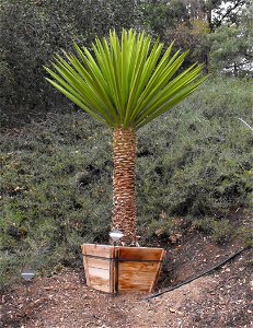Yucca faxoniana in the Water Conservation Garden at Cuyamaca College, El Cajon, California, USA. Identified by sign.
