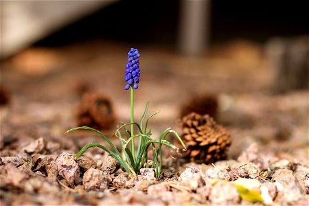 Bloom where ya like, this is grape hyacinth photo