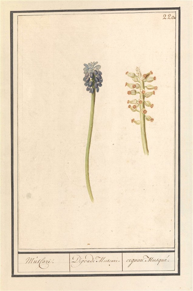 IdentificatieTitel(s): Blauwe druifjes (Muscari botryoides)Musacri. / Dipeadi Muscari. / cignon Musqué. (titel op object)Objecttype: tekening Objectnummer: RP-T-BR-2017-1-10-24Omschrijving: Blauwe dru