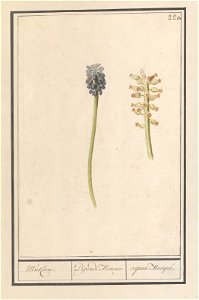 IdentificatieTitel(s): Blauwe druifjes (Muscari botryoides)Musacri. / Dipeadi Muscari. / cignon Musqué. (titel op object)Objecttype: tekening Objectnummer: RP-T-BR-2017-1-10-24Omschrijving: Blauwe dru photo