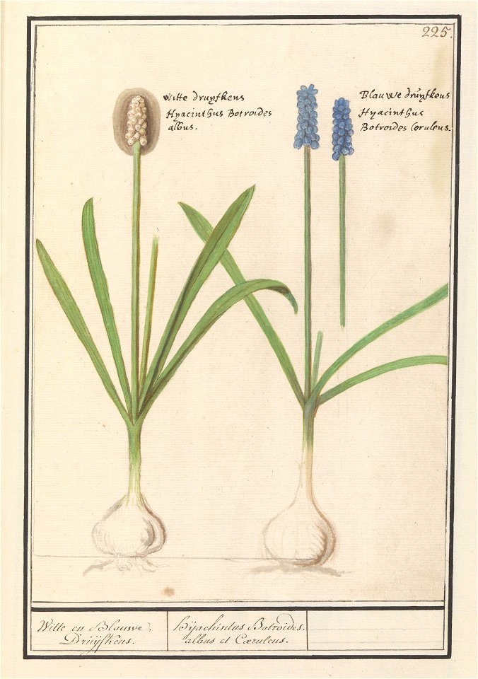 IdentificatieTitel(s): Blauwe en witte druifjes (Muscari botryoides)Witte en Blauwe Druijfkens. / Dhijachintus Botroides. albus et Coeruleus (titel op object)Objecttype: tekening Objectnummer: RP-T-BR