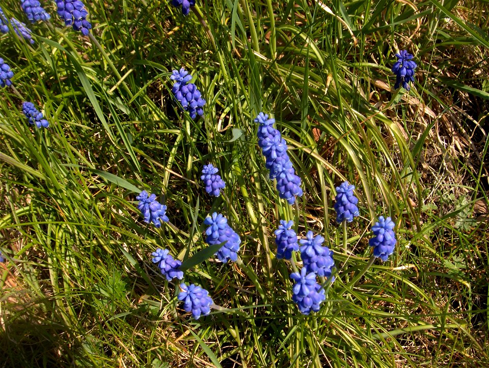 Common grape hyacinth (Muscari botryoides in Latin) in Skansen in Stockholm. Photographed by me in spring 2008.