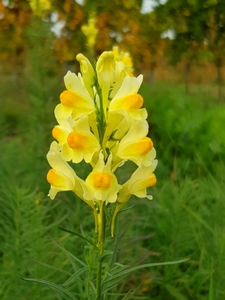 Yellow flowers nature field flower