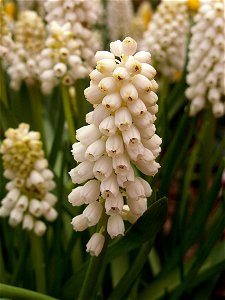 Muscari botryoides ‘album’ blooming in Phipps Conservatory, Pittsburgh, for the 2015 Spring Flower Show photo