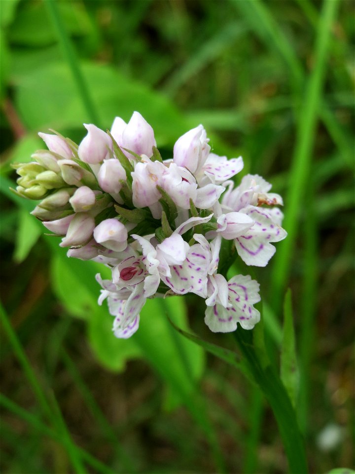 Geflecktes Knabenkraut (Dactylorhiza maculata) im Naturschutzgebiet "St. Arnualer Wiesen"