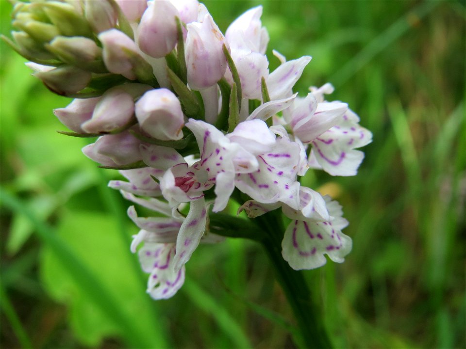 Geflecktes Knabenkraut (Dactylorhiza maculata) im Naturschutzgebiet "St. Arnualer Wiesen"