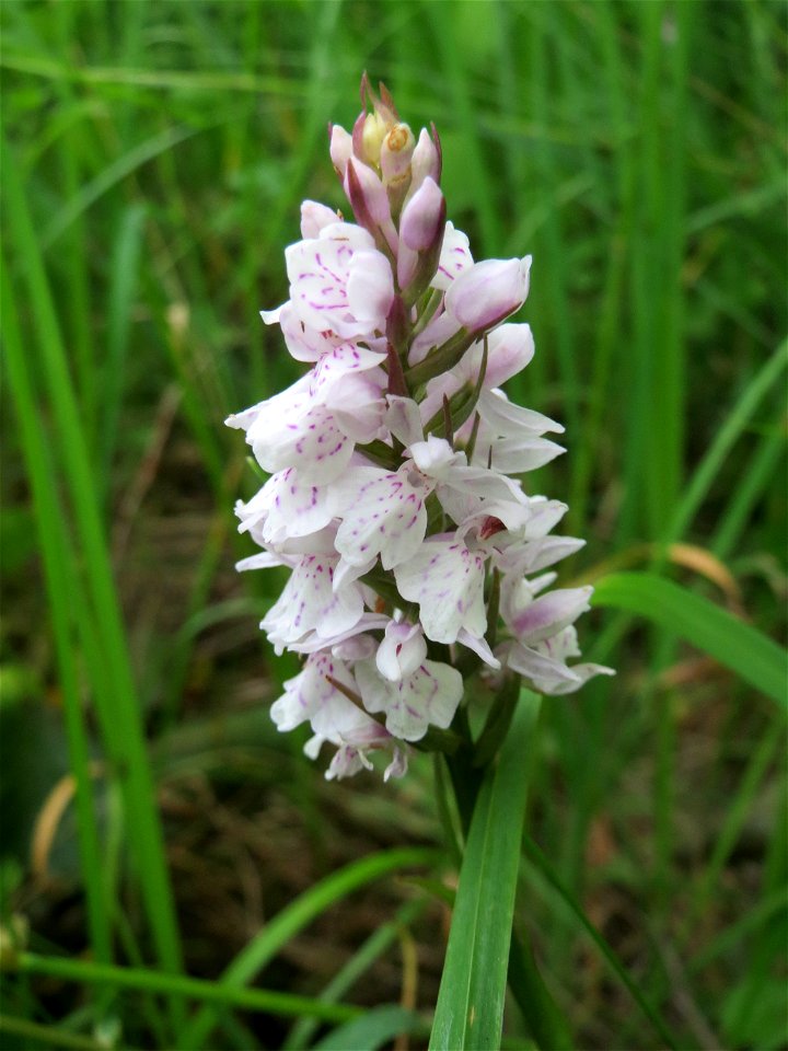 Geflecktes Knabenkraut (Dactylorhiza maculata) im Naturschutzgebiet "St. Arnualer Wiesen"