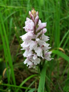 Geflecktes Knabenkraut (Dactylorhiza maculata) im Naturschutzgebiet "St. Arnualer Wiesen"