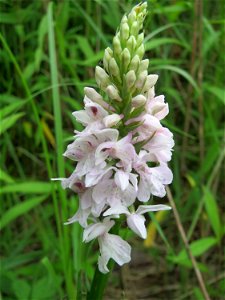 Geflecktes Knabenkraut (Dactylorhiza maculata) im Naturschutzgebiet "St. Arnualer Wiesen"