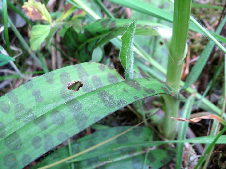 Geflecktes Knabenkraut (Dactylorhiza maculata) im Naturschutzgebiet "St. Arnualer Wiesen"