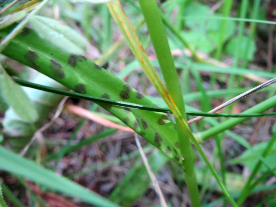 Geflecktes Knabenkraut (Dactylorhiza maculata) im Naturschutzgebiet "St. Arnualer Wiesen"