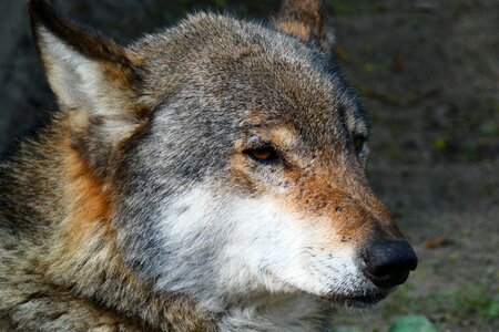 Animals wild wolf