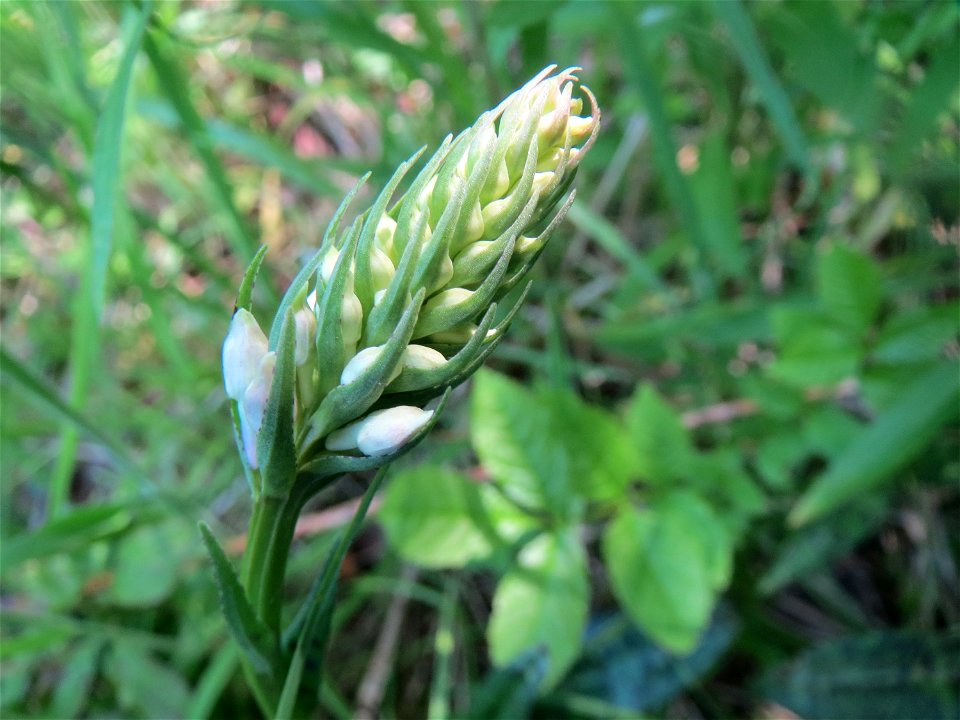Geflecktes Knabenkraut (Dactylorhiza maculata) im Naturschutzgebiet „St. Arnualer Wiesen“