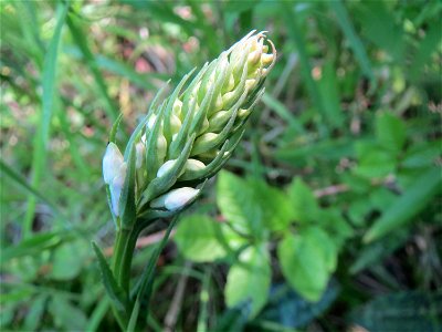 Geflecktes Knabenkraut (Dactylorhiza maculata) im Naturschutzgebiet „St. Arnualer Wiesen“
