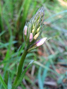 Geflecktes Knabenkraut (Dactylorhiza maculata) im Naturschutzgebiet „St. Arnualer Wiesen“