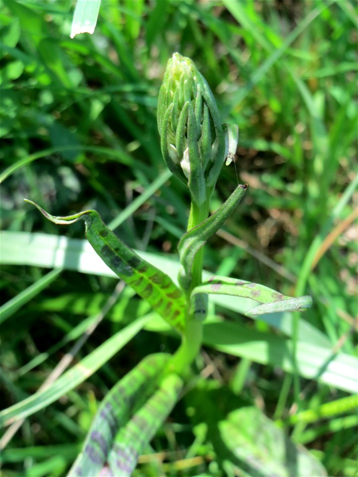 Geflecktes Knabenkraut (Dactylorhiza maculata) im Naturschutzgebiet „St. Arnualer Wiesen“