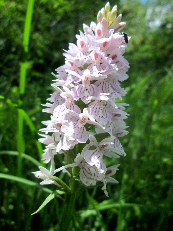 Geflecktes Knabenkraut (Dactylorhiza maculata) im Naturschutzgebiet „St. Arnualer Wiesen“