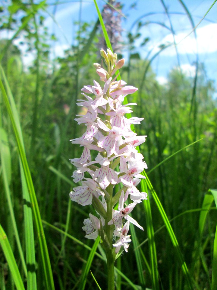 Geflecktes Knabenkraut (Dactylorhiza maculata) im Naturschutzgebiet „St. Arnualer Wiesen“